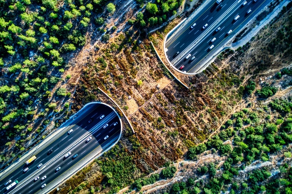 Bridging the Divide: The Engineering Marvels Restoring Our Fragmented Wilderness