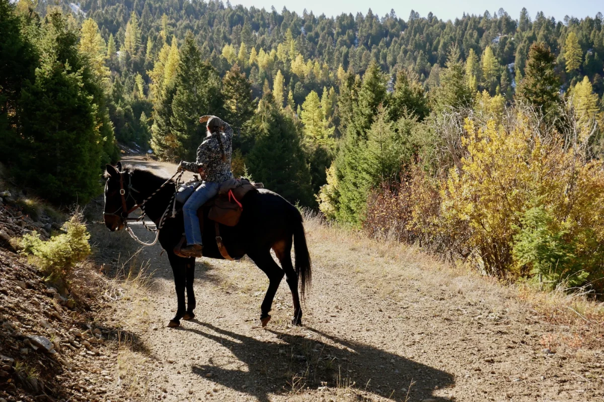 Guardians of the Range: The Resurgence of Traditional Stewardship in Montana’s Blackfoot Valley