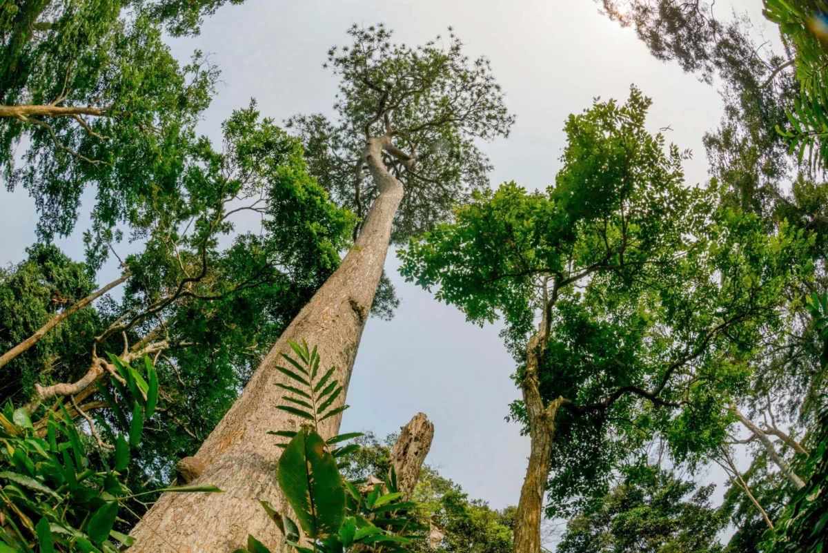 Nature’s Critical Crossroads: The World Struggles to Meet 2030 Biodiversity Targets