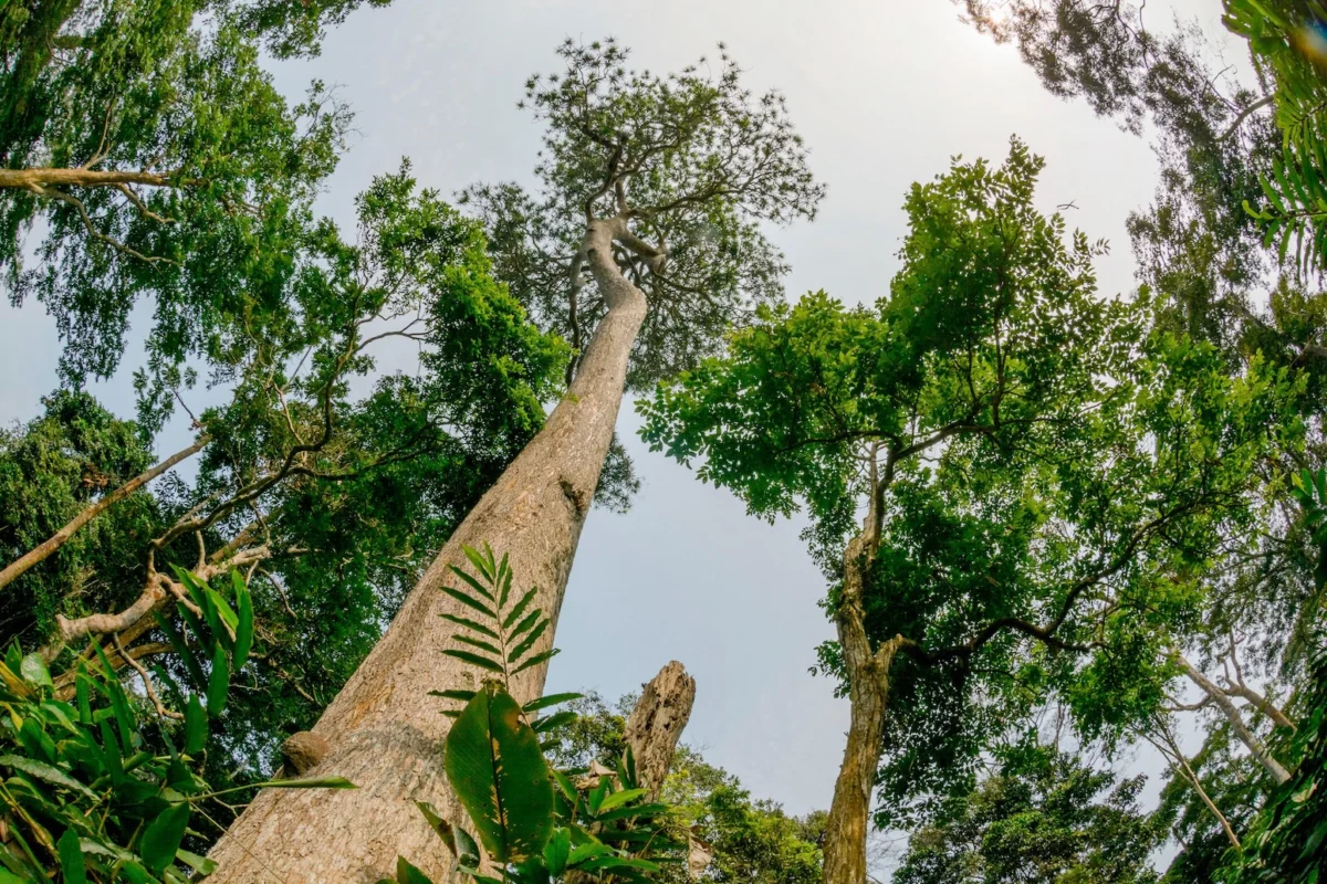 The Biodiversity Finance Crisis: A Global Failure to Fund Nature’s Survival