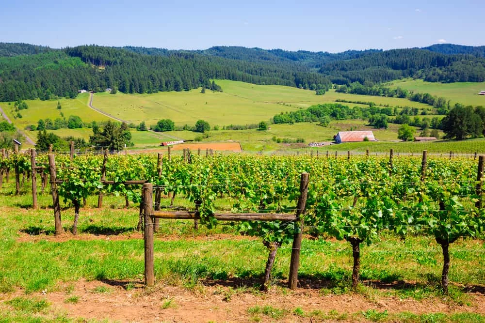 The Green Revolution: Analyzing the Rapid Expansion of Organic Agriculture in the United States