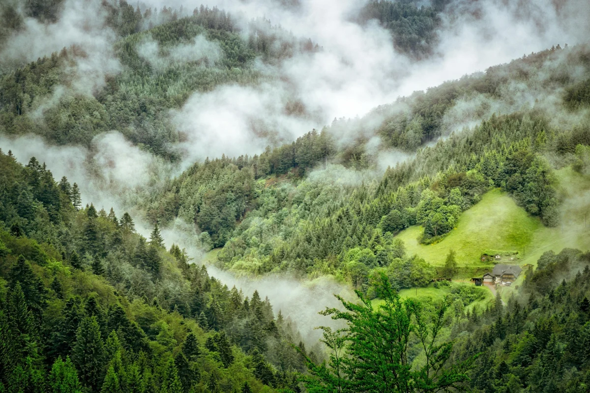 The Silent Collapse: How Climate Change is Rewriting the Future of Global Forests